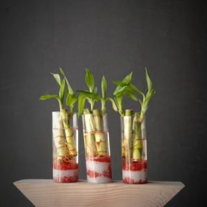 Zupppy Home Decor Glass Vase Wooden Frame Planter | Hydroponics Plant Flower