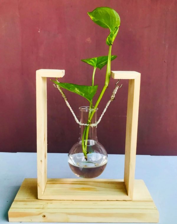 Zupppy Home Decor Hydroponic Plant Vases | Glass Vase Planter